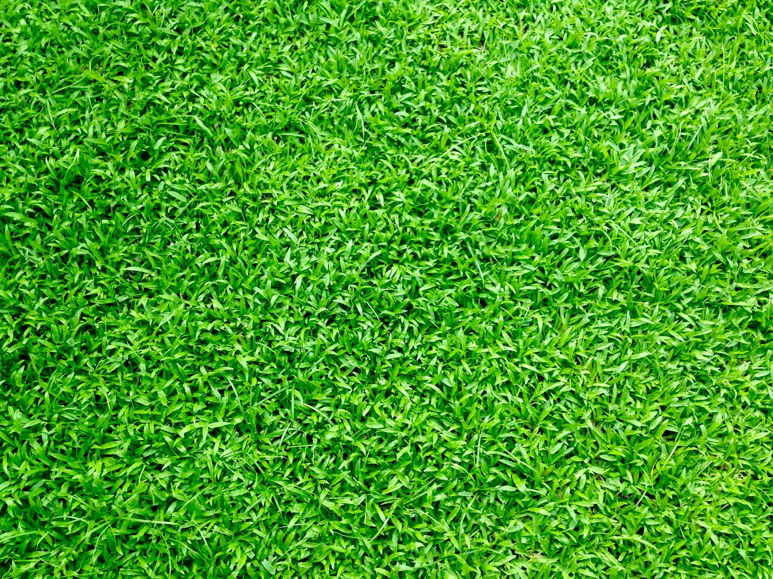 grass freshly mowed by green and groom garden services