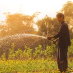 gardener watering grass and flowers in dandenong south