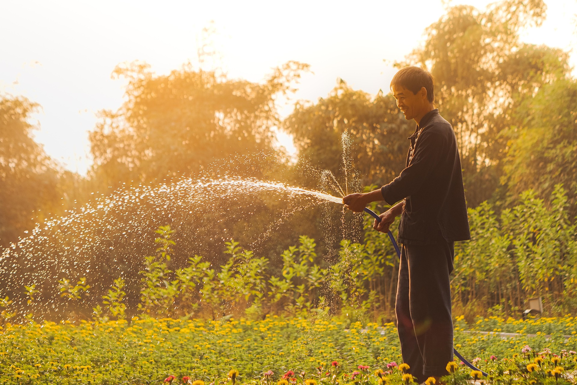 gardener watering grass and flowers in dandenong south