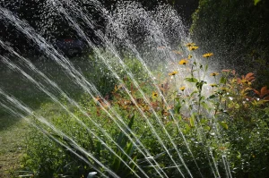 Low-maintenance garden in melbourne